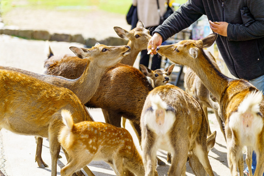 奈良公園の鹿