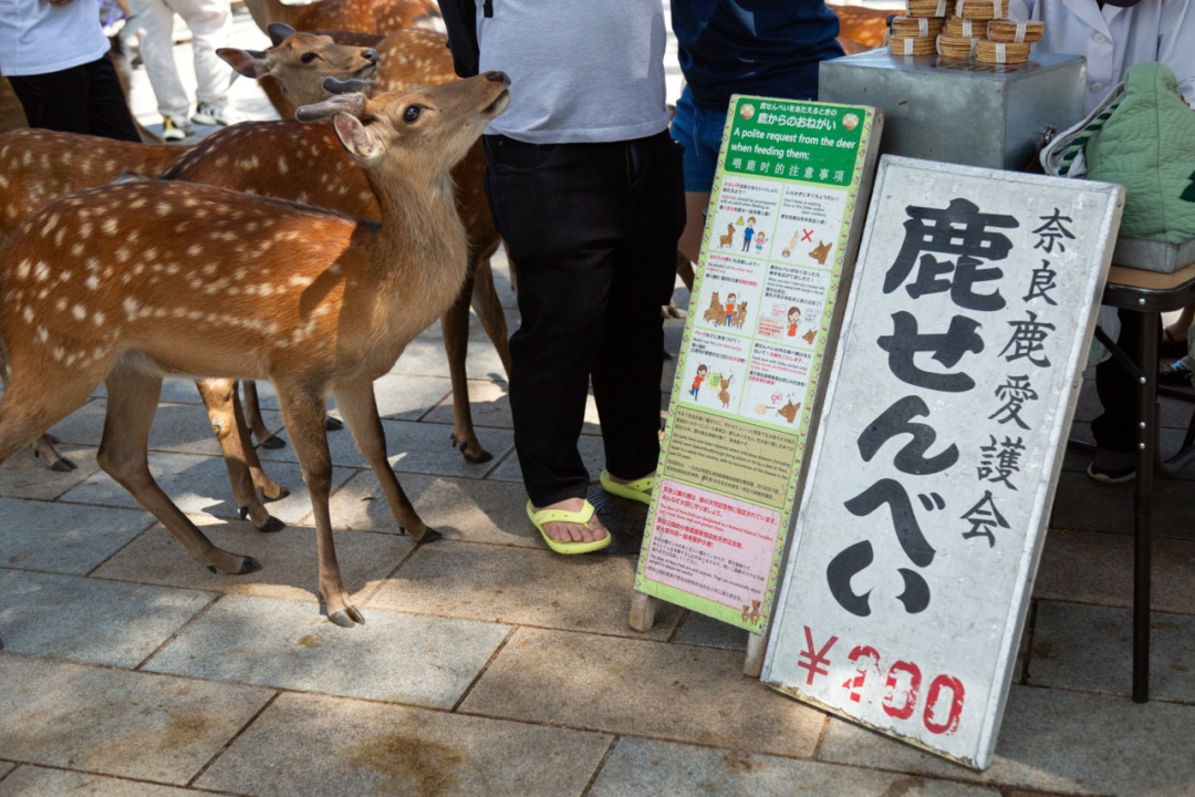 鹿せんべいを販売している露店